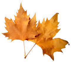 Autumn Leaf Png Image Autumn Leaves Gingko Leaves Leaf Coloring
