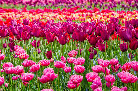 Pues estás de suerte, ¡aquí van! This Spring Pick Your Flowers The Hot 2021 New Jersey Trend