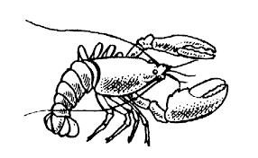 Image result for free clipart lobster