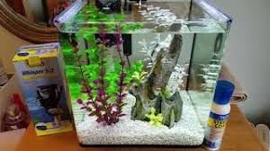 Buy betta fish online ► bit.ly/2jgzl76 use code aqua10 for 10% off! Treating Betta Fin Rot Aquarium Salt Stress Coat Youtube