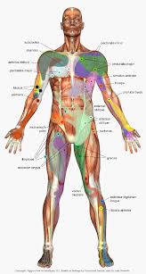 Trigger Point Chart Massage Techniques Trigger Point