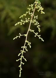 Image result for Searsia tomentosa