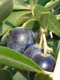 We Have Olive Trees Olive Trees Are Tough They Were Grown Traditionally In Locations Unsuitable For Much Else Steep Hil Poor Soil Health Benefits Fresh Food
