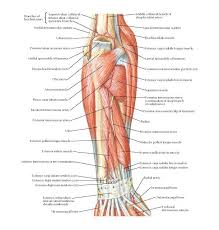 The posterior scalene muscles, located on the lower sides of the neck, ipsilaterally bend the neck to the side and elevate the second rib. Muscles Of Forearm Deeper Layer Posterior View Anatomy Middle Collateral Branch Of Deep Brachial A Human Muscle Anatomy Forearm Anatomy Human Body Muscles
