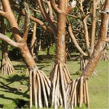 Image result for Pandanus utilis