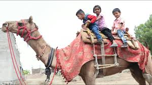 How often do you go out for picnics? Camel Ride For Babies Camel Ride For Kids Camel Video For Babies Youtube