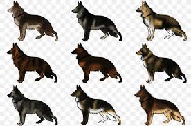 The australian kelpie is an intelligent, strong working dog with almost inexhaustible stamina. German Shepherd Malinois Dog Australian Kelpie Siberian Husky Alaskan Malamute Png 900x596px German Shepherd Alaskan Malamute