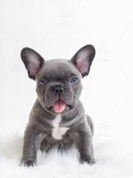 Stock Photo Dog Blue White Background Puppy Cute Pet Blue Eyes French Bulldog C French Bulldog Puppies Cute French Bulldog Blue French Bulldog Puppies