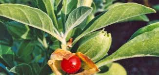 Buy organic india ashwagandha capsules. ÙÙˆØ§Ø¦Ø¯ Ø¹Ø´Ø¨Ø© Ø§Ù„Ø§Ø´ÙˆØ§Ø¬Ù†Ø¯Ø§ Ø³Ø·ÙˆØ±