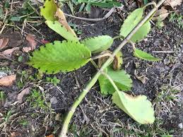 Image result for Kalanchoe pinnata