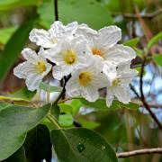 Image result for Cordia africana