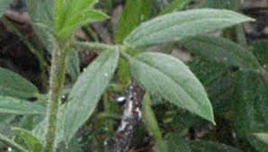 Image result for Stylosanthes fruticosa