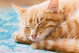 If we stopped breathing when we sleep, we would die. Is Cat Snoring Normal Catster