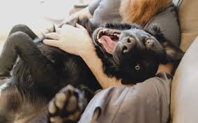 $225 to visit any of the dogs you see within our website you must first fill out an online application. Western Illinois Animal Rescue