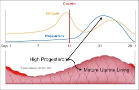 Progesterone And Estrogen Levels