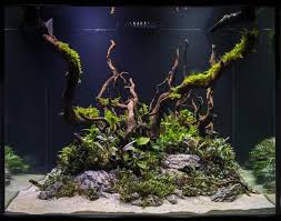 Planted Tanks With Spiderwood Google Search Nature Aquarium Nature Tank Aquascape