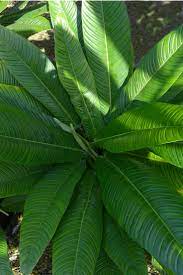 The site owner hides the web page description. Philodendron Lynette