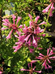 Image result for Syncolostemon