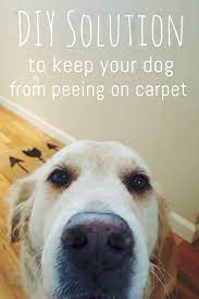 Maybe you would like to learn more about one of these? Diy Natural Pee Repellant Carpet Spray The Grace Between Dog Spray Diy Dog Stuff Dog Pee On Carpet