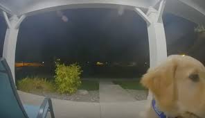 Active happy golden retriever puppies both saffy (brinsworthy saffron) and gospel ash high time have wonderful temperaments and have proven keen to train. Golden Retriever Puppy Gets Out Of House Rings Doorbell To Get Back In
