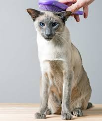 Are Siamese Cats Hypoallergenic And How Much Do They Shed