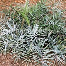 Image result for Syagrus