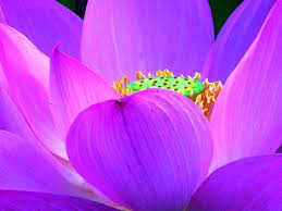 Awalnya bunga ini adalah bunga asli asal china, semenjak ditemukan oleh inggris dan dikenalkan di negaranya tahun 1804 bunga ini segera populer. Daftar 10 Bunga Terindah Di Dunia