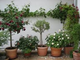 Rosen Im Kubel Bei Guter Pflege Kein Problem Seite 1 Rund Um Die Rose Mein Schoner Garten Online Bepflanzung Garten Terrasse Pflanzen