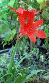 Image result for Cyrtanthus galpinii