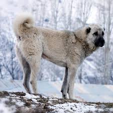 It's a large dog breed at about 28 to 34 inches tall, weighing anywhere between 90 to 150 pounds. Kangal Dog Breed Everything About Kangal Dogs