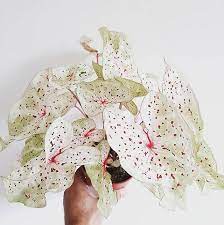 Caladiums are indigenous to brazil and neighboring areas of south and central america where they grow in open areas of forests and along river banks. Caladium Miss Muffet House Plants Foliage Plants Plants