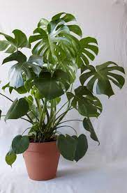 Everything You Need To Know About Monstera Plant Care Plants Indoor Plants House Plant Care
