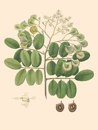 Image result for Pterocarpus