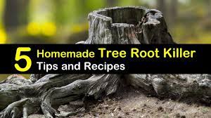 The stump needs to be fully covered, along with the drilled holes in it. 5 Simple Homemade Tree Root Killer Recipes
