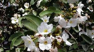 Image result for Geigeria engleriana