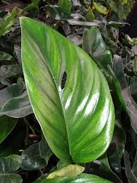 Monstera Lechleriana Plant On Totem Kens Philodendrons Plants Long Leaf Plants Monstera