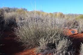 Image result for Centropodia