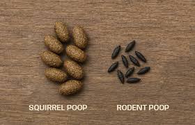 Image result for squirrel poop