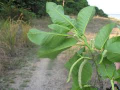 Image result for Schizozygia coffaeoides