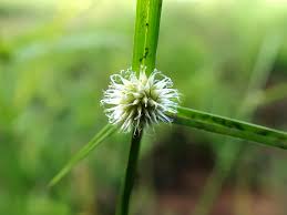 Image result for Kyllinga melanosperma