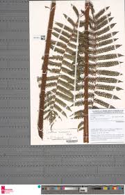 Image result for Cyathea manniana