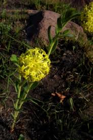 Image result for Gnidia