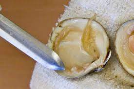 Pour clams into the saucepan. How To Open A Clam Marx Foods Blog
