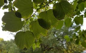 Image result for Isoglossa gregorii