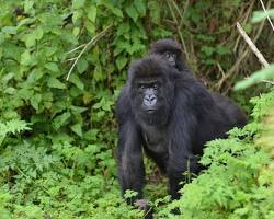 Mgahinga Gorilla National Park, Uganda