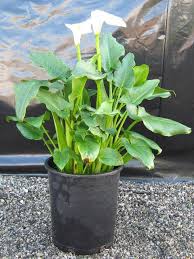 Image result for Zantedeschia aethiopica