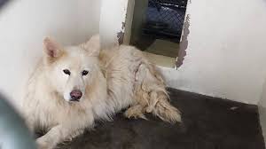 How can i find a pet care provider near me? California Hoarding Investigation Urgent Needs Rescue Support A4841136 I M An Altered Female White G Dog Adoption White German Shepherd Support Animal