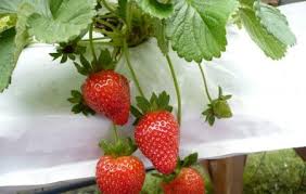 Yz Strawberry Farm Cameron Highlands Ticket Price Timings Address Triphobo Lot 9992 hospital bahagia, tanjong rambutan, tanjung rambutan, 31250, malaysia. yz strawberry farm cameron highlands