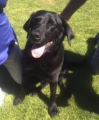 Lucy The Labrador Saves Man From Prison