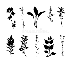 Plants Silhouette Set Isolated On White Background Vector Stock Vector Illustration Of Design Floral Silhouette Illustration White Background Silhouette Art